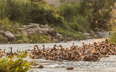 舜華鴨業(yè)捐款100萬 捐贈(zèng)防疫口罩3萬個(gè)助力抗“疫”